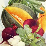 usda nurseryandseedcatalog - henry g gilbert nursery and seed trade catalog collection